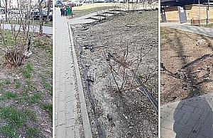 Drugie oblicze bielańskich rewolucji podwórkowych. "Są wśród nas ludzie dysfunkcyjni społecznie"