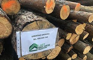 Sterty drewna do kupienia od Lasów Miejskich. To wciąż tylko gospodarka leśna czy już zarobkowa?