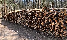 Sterty drewna do kupienia od Lasów Miejskich. To wciąż tylko gospodarka leśna czy już zarobkowa?