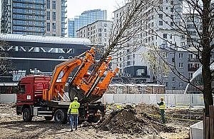 Zmiany na pl. Europejskim. Przesadzają 12-metrowe drzewa