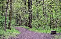 Tragedia w lasku na Kole. Człowiek wpadł pod pociąg