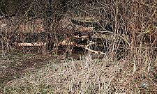 Bobry przy Aroniowej w tarapatach. Przedłużenie ulicy zniszczy ich siedlisko?