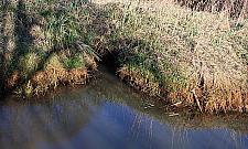 Bobry przy Aroniowej w tarapatach. Przedłużenie ulicy zniszczy ich siedlisko?