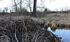 Bobry przy Aroniowej w tarapatach. Przedłużenie ulicy zniszczy ich siedlisko?