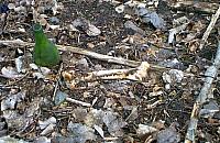 Makabryczne odkrycie za spalarnią. Znaleźli fragment szkieletu