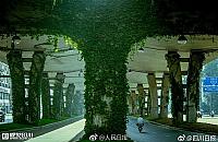 Nowy pomysł na wiadukty Prymasa. "Rośliny zamaskowałyby beton"