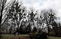 Jemioła rządzi na Bielanach. "Nie planujemy usunięcia"