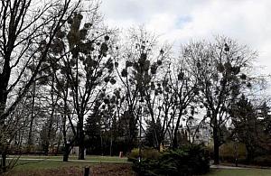 Jemioła rządzi na Bielanach. "Nie planujemy usunięcia"