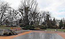 Jemioła rządzi na Bielanach. "Nie planujemy usunięcia"