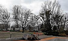 Jemioła rządzi na Bielanach. "Nie planujemy usunięcia"