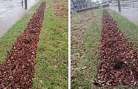 Ekspresowa kradzież w okolicy Polfy. Zniknęły wszystkie krzewy