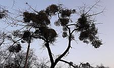 Park Sowińskiego tonie w błocie. "Nie da się przejechać wózkiem"