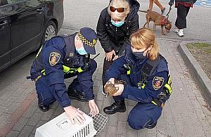 Kacza rodzinka z Chomiczówki potrzebowała pomocy. Kaczątka wpadły do studzienki