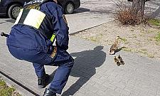 Kacza rodzinka z Chomiczówki potrzebowała pomocy. Kaczątka wpadły do studzienki