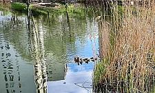 Kacza rodzinka z Chomiczówki potrzebowała pomocy. Kaczątka wpadły do studzienki