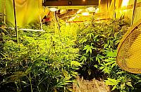 "Wesoła" altanka działkowa mieszkańców Białołęki. "Silna charakterystyczna woń"