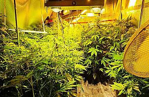 "Wesoła" altanka działkowa mieszkańców Białołęki. "Silna charakterystyczna woń"