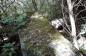 Las pochłonął zabytek. Urzędnicy przeciwni odkopaniu ruin radiostacji