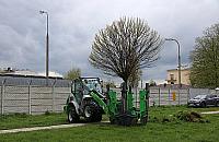 Ruszyła budowa nowej pętli. ZTM przesadza drzewa