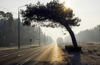 To nie jest pomnik przyrody. Kolejowy beton kontra falenicka sosna