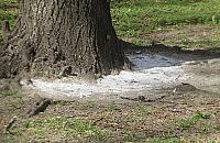 Przy Agorze - biały proszek wokół drzew. Ktoś celowo chce je zniszczyć?