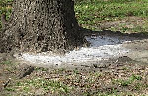 Przy Agorze - biały proszek wokół drzew. Ktoś celowo chce je zniszczyć?