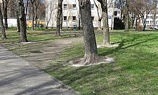 Przy Agorze - biały proszek wokół drzew. Ktoś celowo chce je zniszczyć?