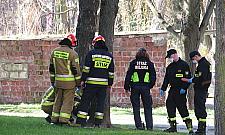 Przy Agorze - biały proszek wokół drzew. Ktoś celowo chce je zniszczyć?