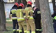 Przy Agorze - biały proszek wokół drzew. Ktoś celowo chce je zniszczyć?