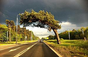 Kolejarze: "Nie wytniemy falenickiej sosny". Festiwal zwrotów akcji trwa