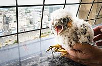 W gnieździe na Pałacu Kultury wykluły się cztery sokoły. Wkrótce otrzymają obrączki