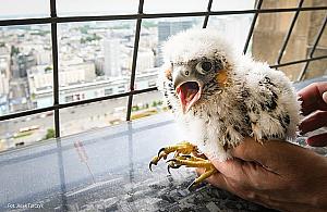 W gnieździe na Pałacu Kultury wykluły się cztery sokoły. Wkrótce otrzymają obrączki