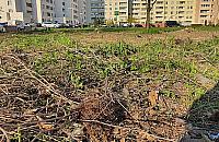 Kto i dlaczego zabił jeże na Rembielińskiej?