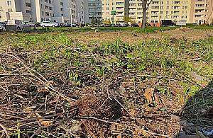 Kto i dlaczego zabił jeże na Rembielińskiej?