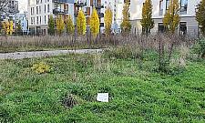 Kto i dlaczego zabił jeże na Rembielińskiej?