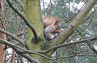 Most dla wiewiórek powstanie nad ulicą Derkaczy?