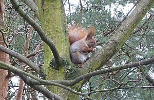 Most dla wiewiórek powstanie nad ulicą Derkaczy?