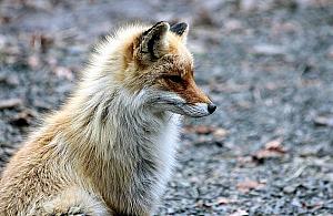 Wścieklizna w wawerskich lasach. Apel do właścicieli psów i kotów