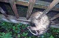 Zaklinowany borsuk ugryzł mieszkańca Sadyby. Nietypowa interwencja ekopatrolu