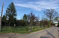 Tu powinien być chodnik, ale urzędnicy posadzili drzewa