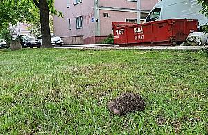 Kolejne martwe jeże na Bródnie. Dlaczego urzędnicy blokują budowę małych domków?