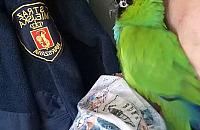 Bardzo krzykliwy, ale piękny gość na balkonie w centrum Targówka