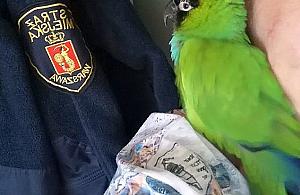 Bardzo krzykliwy, ale piękny gość na balkonie w centrum Targówka