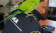 Bardzo krzykliwy, ale piękny gość na balkonie w centrum Targówka