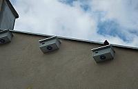 Targówek inwestuje w jerzyki. Zabiją komary... na śmierć?