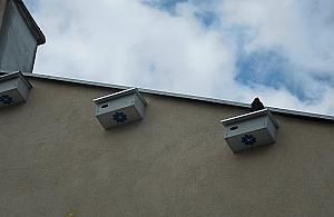 Targówek inwestuje w jerzyki. Zabiją komary... na śmierć?