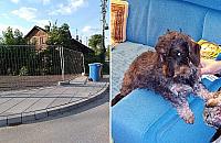 Znak drogowy zmiażdżył jamnika na Nowodworach. Kto za to odpowiada?