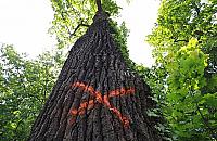 Stuletnie dęby do wycinki. Zagrażają kierowcom