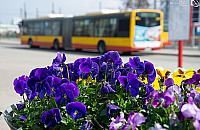 "Przygarnij bratka". Pożyteczna akcja czy marnotrawstwo?