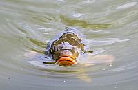 Kara więzienia dla pracowników marketu. "W 2010 r. znęcano się nad karpiami"